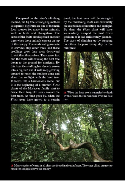 Book - Amazing Rainforest of Borneo
