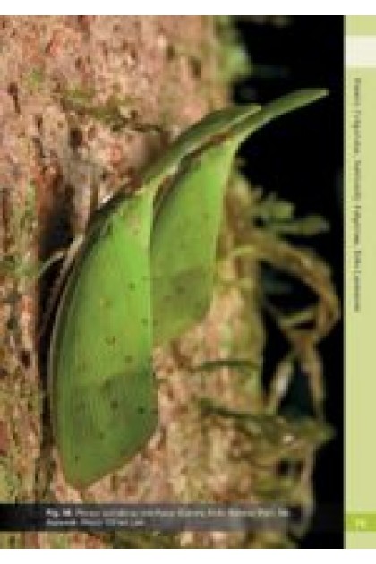 Book - A Guide to the Lanternflies of Borneo