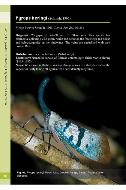 Book - A Guide to the Lanternflies of Borneo